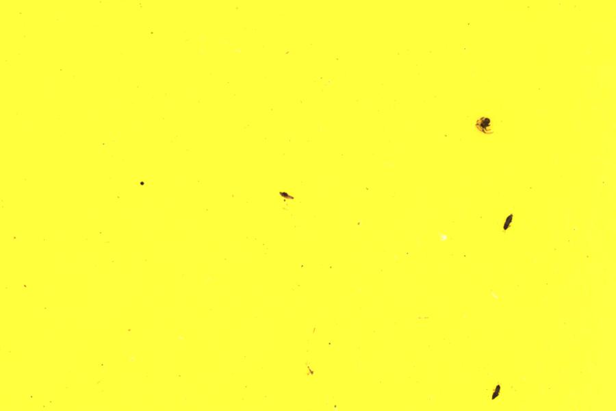 Image 29